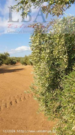 SE VENDE FINCA DE OLIVAS CENTENARIAS. - Bailén