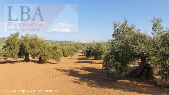 SE VENDE FINCA DE OLIVAS CENTENARIAS. - Bailén