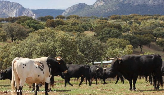 SE VENDE OPORTUNIDAD EXCLUSIVA FINCA GANADERA EN EL PARQUE DE MONFRAGUE-CACERES - Torrejón el R