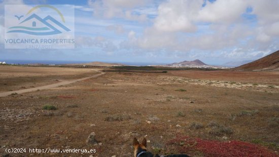 SE VENDE (Ref.319257) Licencia para construir Granja de Caprina en una finca de 14,430m2 con vistas 