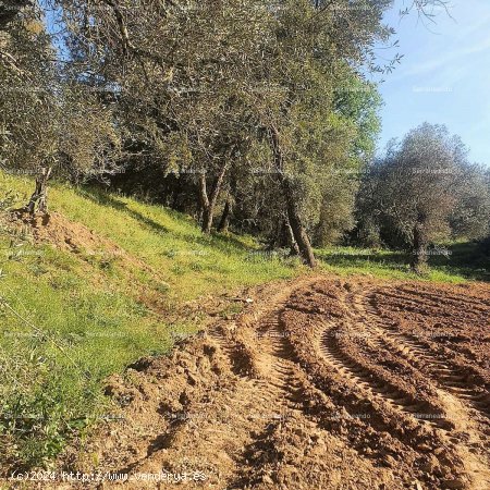 SE VENDE FINCA RÚSTICA Y TERRENO URBANIZABLE EN VENTA EN GALAROZA (HUELVA) ESPAÑA. - Galar