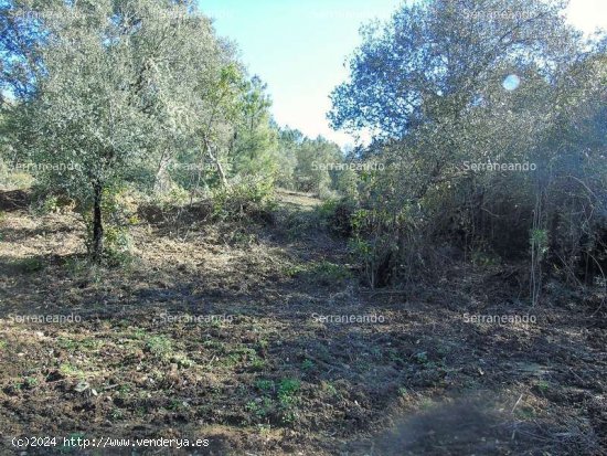 SE VENDE FINCA RÚSTICA EN VENTA EN SANTA ANA LA REAL (HUELVA) ESPAÑA. - Santa Ana la Real