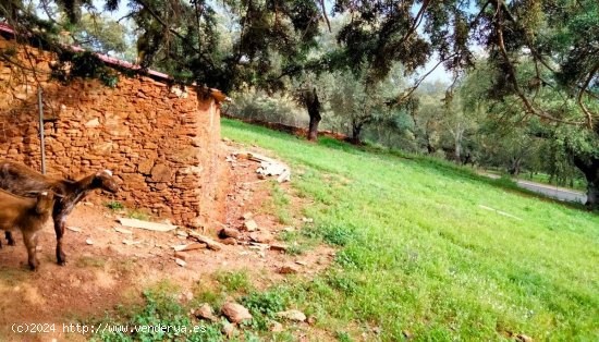 SE VENDE FINCA RÚSTICA EN VENTA EN LAS CEFIÑAS (AROCHE) ESPAÑA. - Aroche