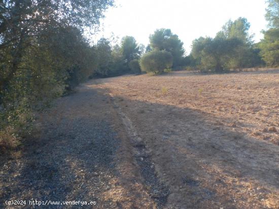 OPORTUNIDA FINCA AGRICOLA EN FLIX ( RIBERA D´EBRE) - TARRAGONA