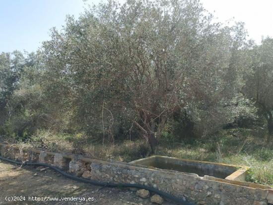 FINCA RÚSTICA DE REGADíO CON OLIVOS - TARRAGONA