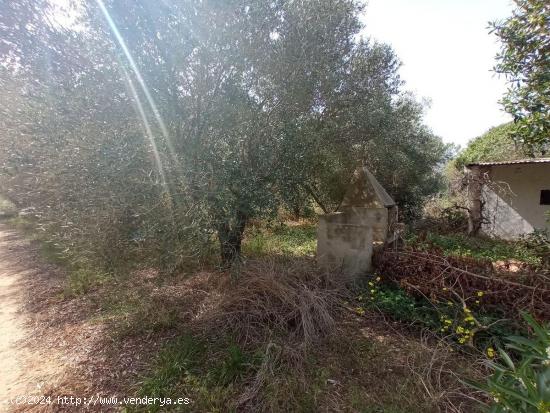 FINCA RÚSTICA DE REGADíO CON OLIVOS - TARRAGONA