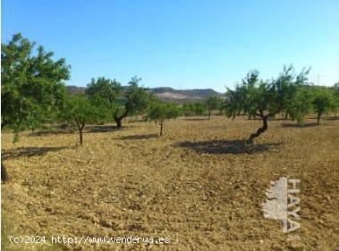 TERRENO RÚSTICO EN ORIHUELA - ALICANTE