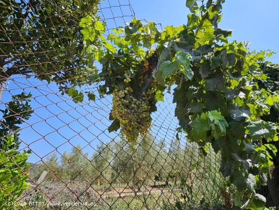 Finca de 6.000 M2, plana y vallada con casa unifamiliar y otros anexos de 262 M2 - TARRAGONA