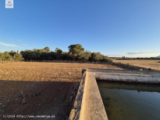  FINCA EDIFICABLE EN MURO CON AGUA - BALEARES 