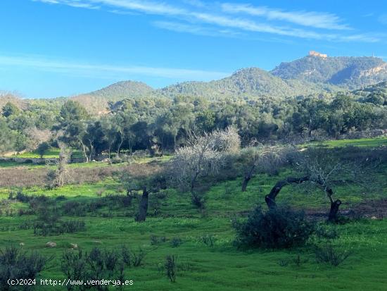 Terreno en Felanitx - BALEARES