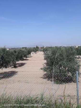 SE VENDE PARCELA RUSTICA CON AGUA Y TODA VALLADA EN ASPE - ALICANTE