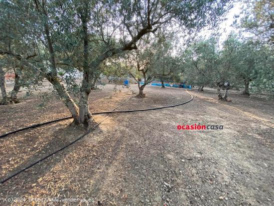 PARCELA CON OLIVOS Y VIVIENDA - CORDOBA