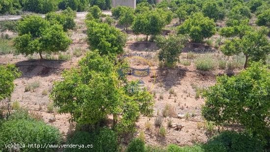 FINCA AGRICOLA EN PLENA PRODUCCIÓN EN MONTESA - VALENCIA