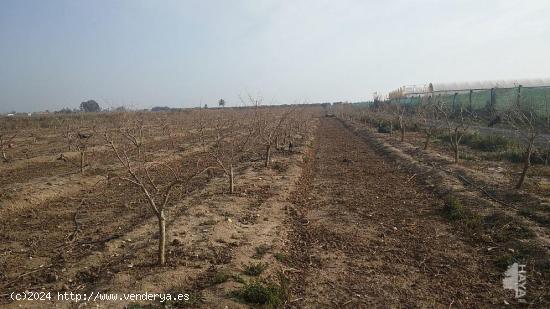 TERRENO AGRÍCOLA EN ELCHE - ALICANTE