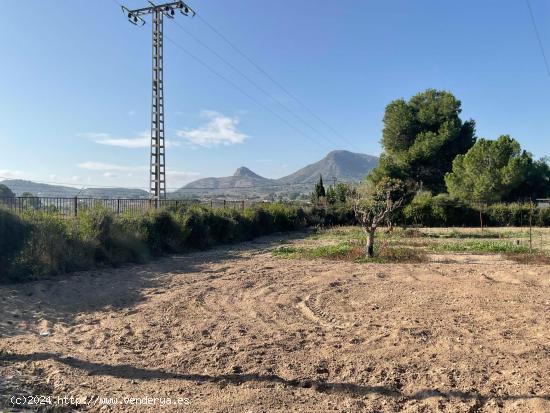 Se vende campo zona Sax Ptda Chorrillo - ALICANTE