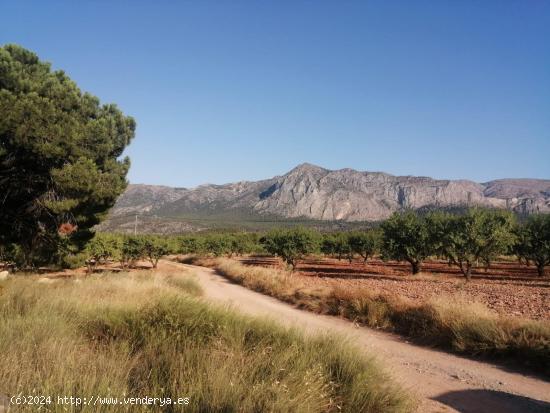 Se vende finca ecologica de almendros - MURCIA