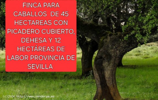  Finca en venta en Morón de la Frontera (Sevilla) 