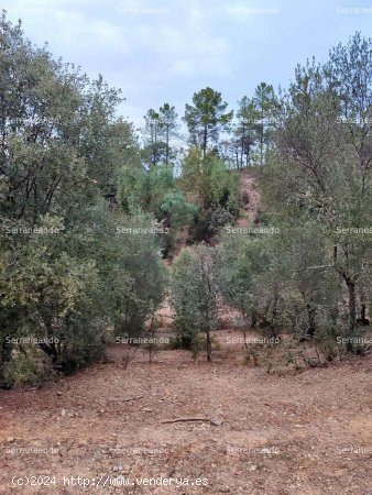  SE VENDE FINCA RÚSTICA EN VENTA EN GALAROZA (HUELVA) ESPAÑA. - Galaroza 