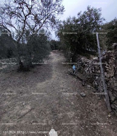 SE VENDE FINCA RÚSTICA EN VENTA EN GALAROZA (HUELVA) ESPAÑA. - Galaroza