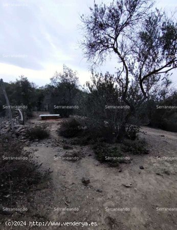 SE VENDE FINCA RÚSTICA EN VENTA EN GALAROZA (HUELVA) ESPAÑA. - Galaroza