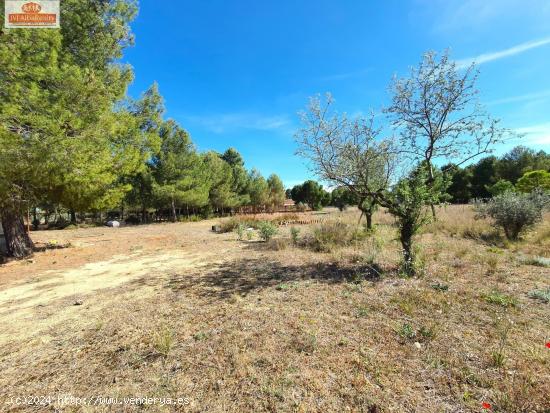 OCASIÓN!! TERRENO RUSTICO EN CASAS VIEJAS - ALBACETE