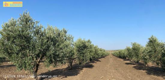 Finca de olivar de regadío - SEVILLA