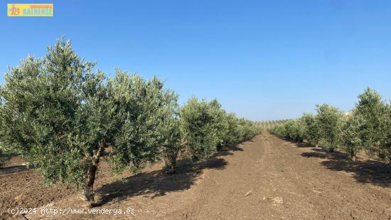 Finca de olivar de regadío - SEVILLA