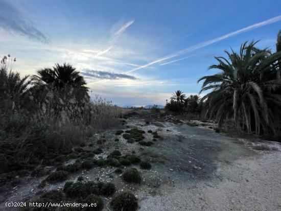 SE VENDE TERRENO CON AGUA DE RIEGO. MATOLA - ALICANTE