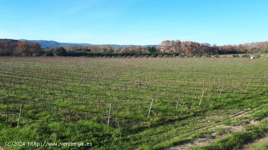  FINCA RUSTICA VIÑA DE 1.5 ha EN SANTA MARGARIDA I ELS MONJOS - BARCELONA 