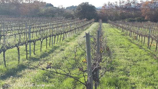 FINCA RUSTICA VIÑA DE 1.5 ha EN SANTA MARGARIDA I ELS MONJOS - BARCELONA