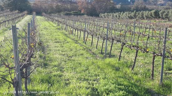 FINCA RUSTICA VIÑA DE 1.5 ha EN SANTA MARGARIDA I ELS MONJOS - BARCELONA