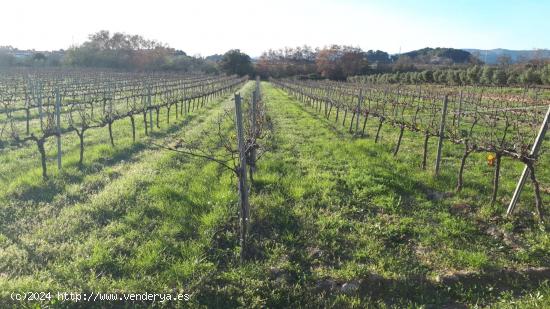 FINCA RUSTICA VIÑA DE 1.5 ha EN SANTA MARGARIDA I ELS MONJOS - BARCELONA