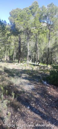 Terreno Rustico de Secano en Xirles - ALICANTE