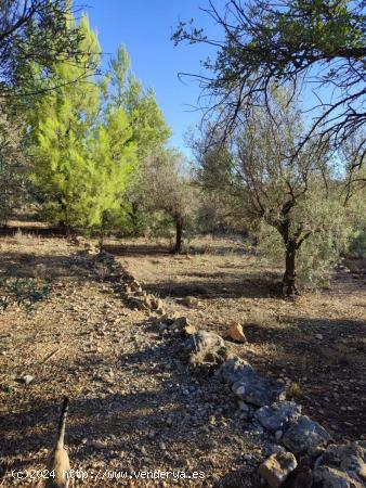 Terreno Rustico en Beniarbeig - ALICANTE