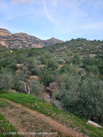  FINCA RÚSTICA EN ALCANAR - TARRAGONA 