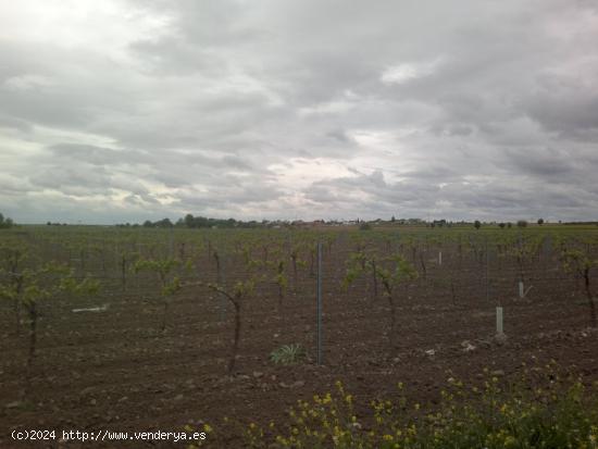 FINCA DE 40 HECTAREAS DE VIÑA Y TIERRA - CIUDAD REAL