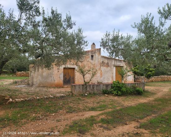 Finca Rústica de 50.000 M2, con caseta típica más almacén y agua potable conectada - TARRAGONA