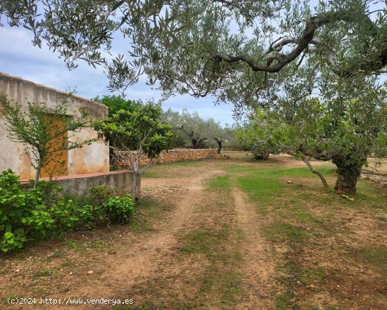 Finca Rústica de 50.000 M2, con caseta típica más almacén y agua potable conectada - TARRAGONA