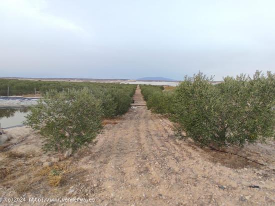 21300 METROS CUADRADOS EN LA MAJADA - MURCIA