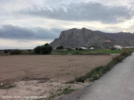  TERRENO RUSTICO - ALICANTE 