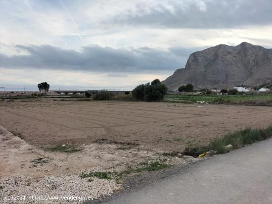 TERRENO RUSTICO - ALICANTE