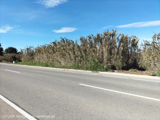  TIERRA RUSTICA EN TERMINO ELCHE - ALICANTE 