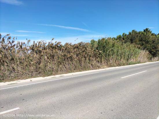 TIERRA RUSTICA EN TERMINO ELCHE - ALICANTE