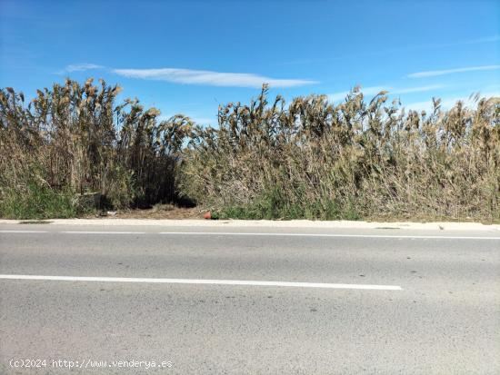 TIERRA RUSTICA EN TERMINO ELCHE - ALICANTE