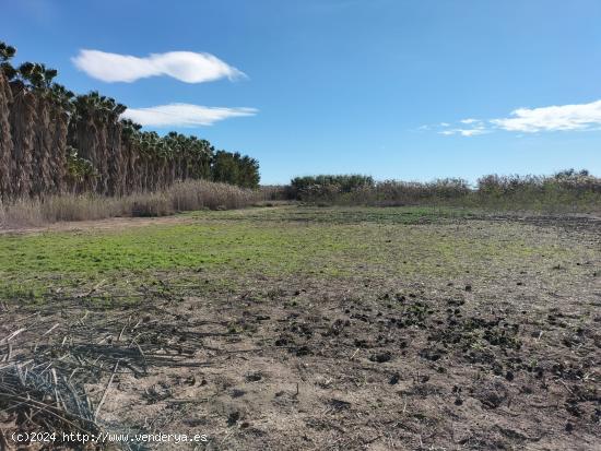 TIERRA RUSTICA EN TERMINO ELCHE - ALICANTE