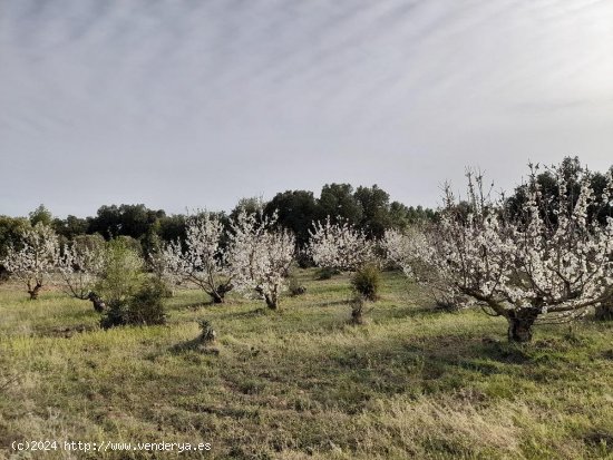 Suelo rústico en venta  en Horta de Sant Joan - Tarragona