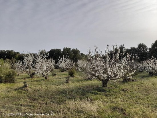 Suelo rústico en venta  en Horta de Sant Joan - Tarragona