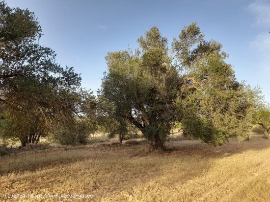 Suelo rústico en venta  en Horta de Sant Joan - Tarragona