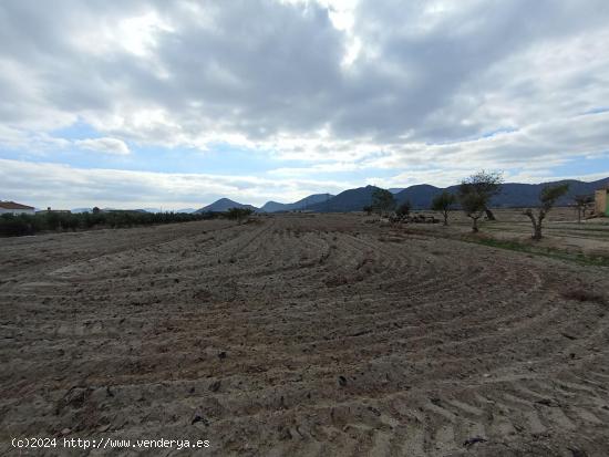 PARCELA CON ACCESO POR CARRETERA JUNTO AL ESPARRAGAL - MURCIA