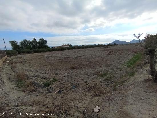 PARCELA CON ACCESO POR CARRETERA JUNTO AL ESPARRAGAL - MURCIA